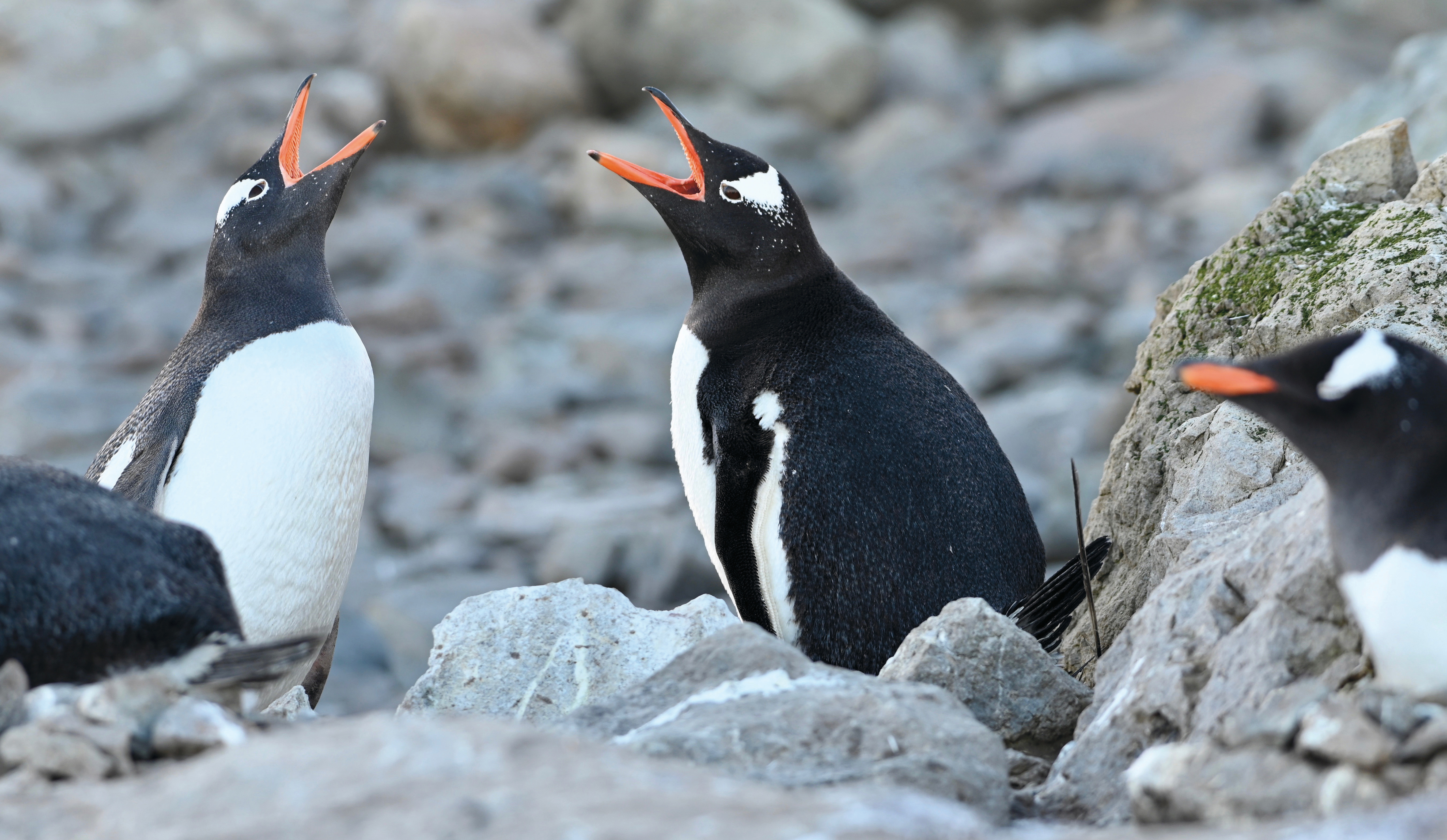 Scenic Eclipse Excursions Penguins.jpeg